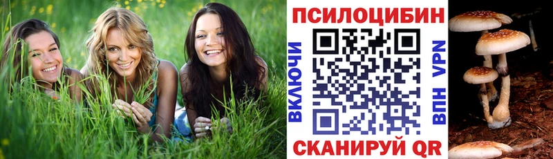 Купить  Эртиль  Псилоцибиновые грибы прущие грибы 